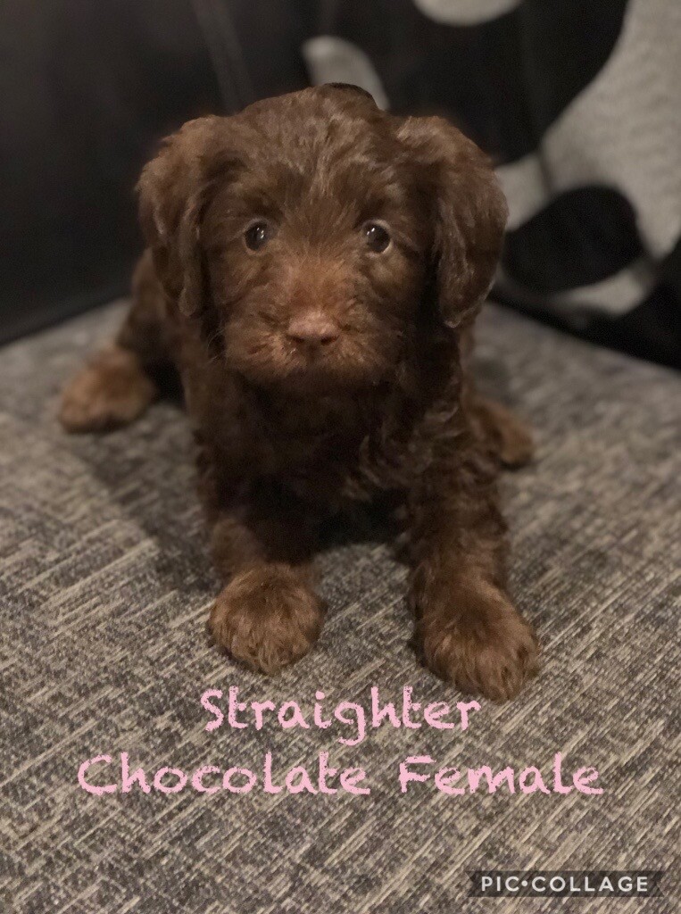 labradoodle puppies for sale